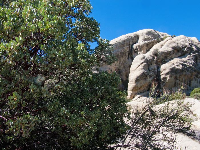 rock plant manzanita