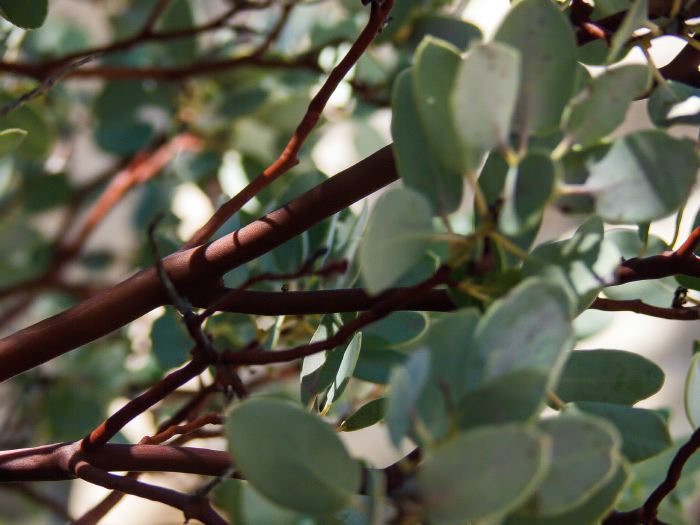 field bark leaf plant manzanita