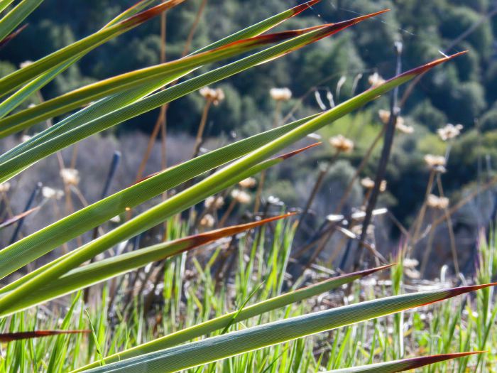 field plant cactus yucca