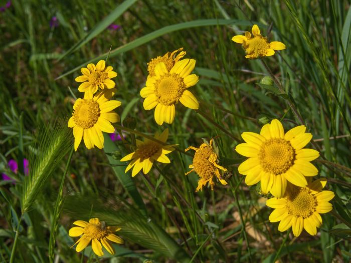 field flower plant lasthenia (goldfields)