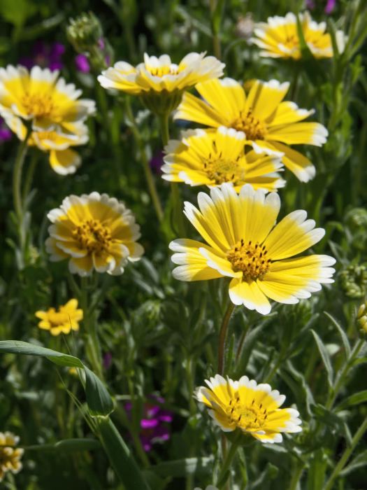 field flower plant tidy tips