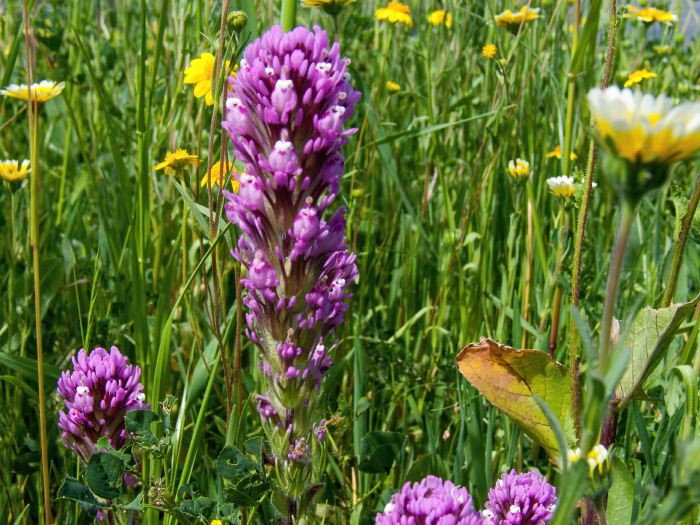 field flower plant owl's clover