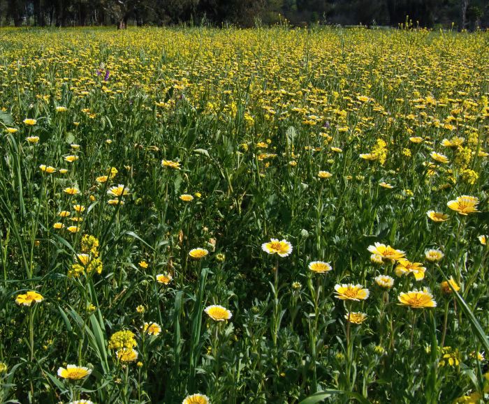 field flower plant tidy tips