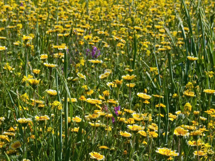 field flower plant tidy tips