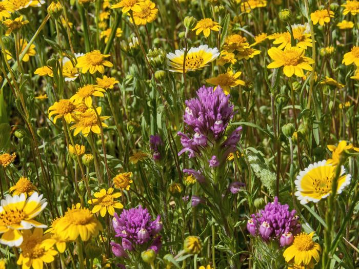 field flower plant lasthenia (goldfields) plant owl's clover plant tidy tips