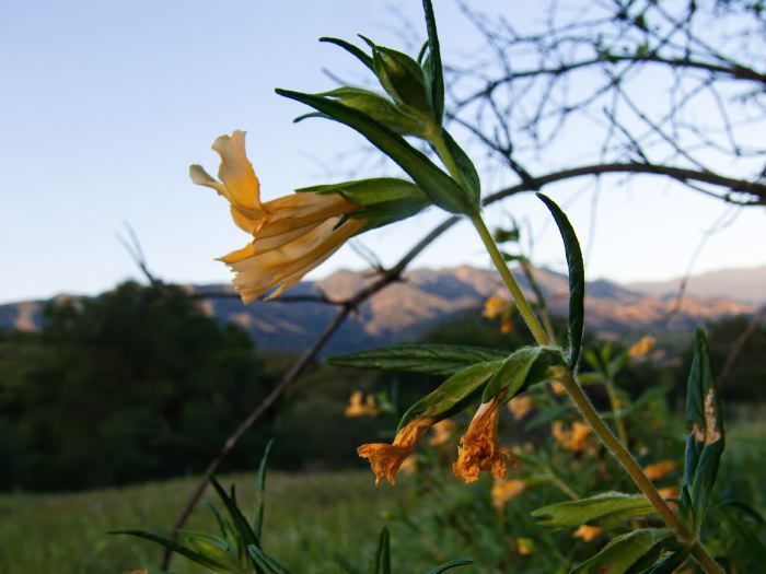 field mountain sunset flower plant monkey flower