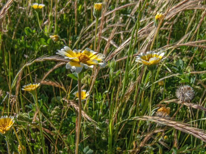 field flower plant tidy tips