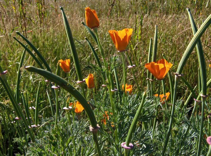 field flower plant poppy