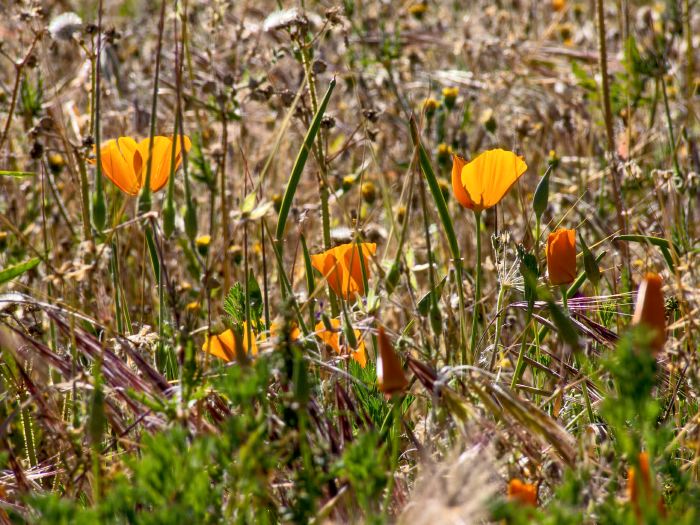 field flower plant poppy