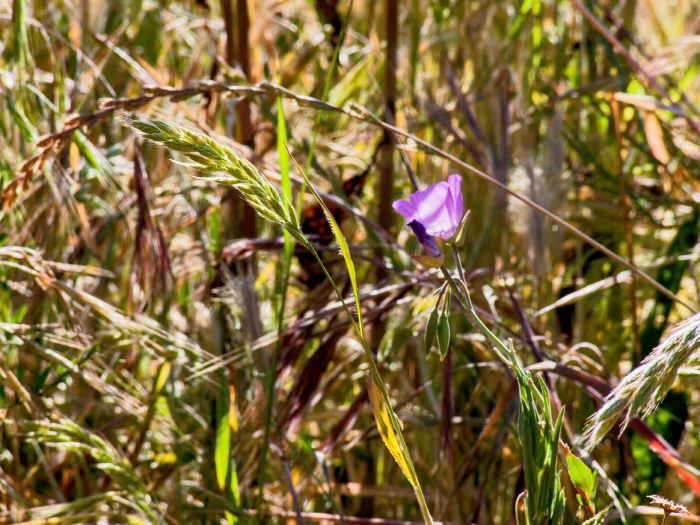 field flower