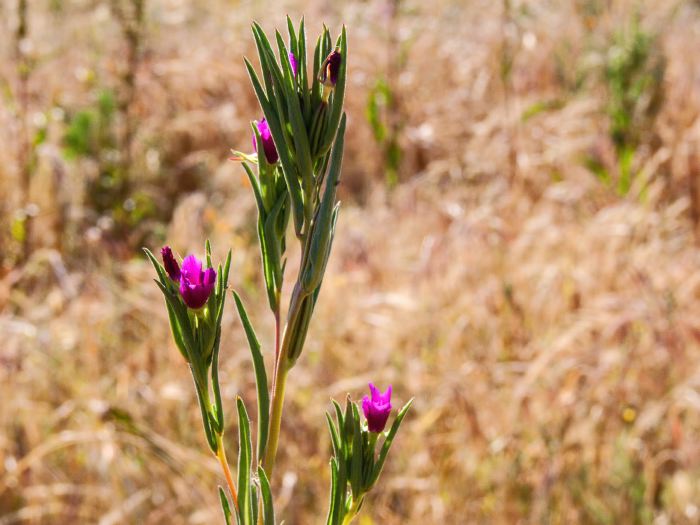 field flower