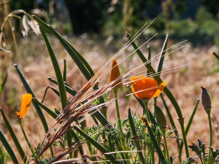 field flower plant poppy