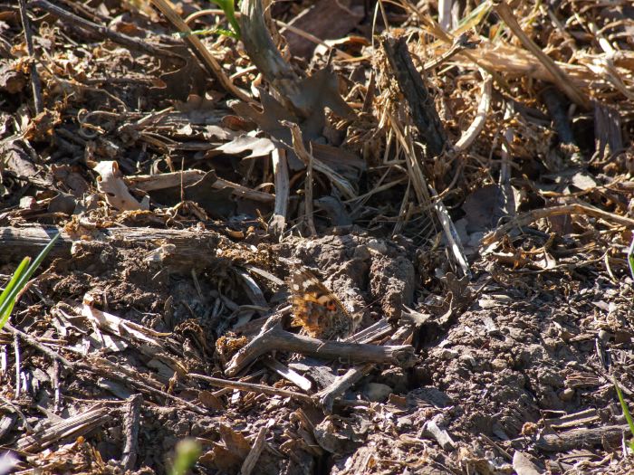  insect butterfly vanessa (painted lady)