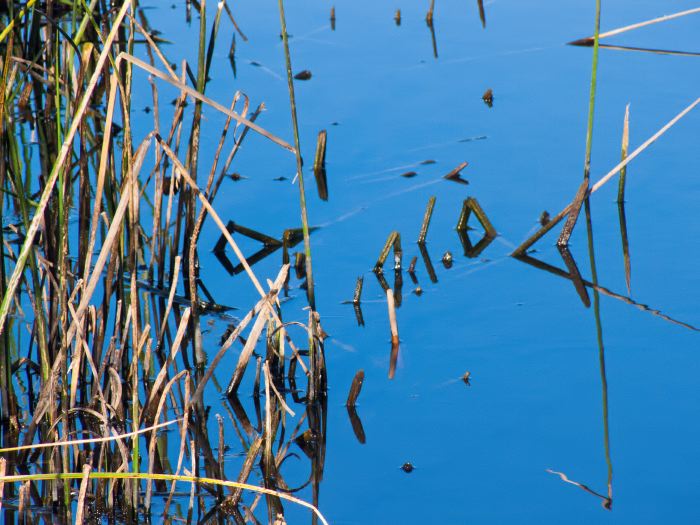 lake reflection