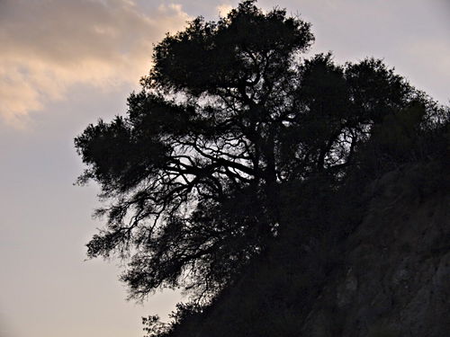 sunset silhouette plant live oak