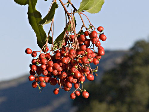 garden berry plant pyracantha