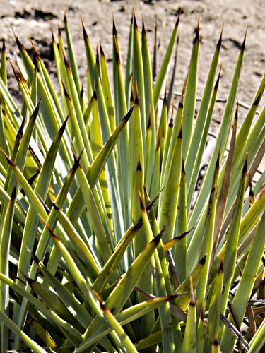 desert leaf plant succulent agave yucca