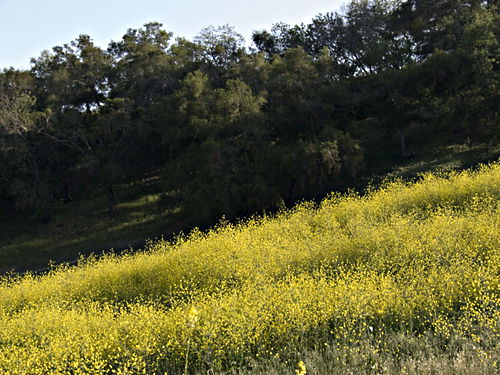 field woods plant grass plant mustard