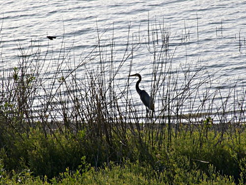lake bird egret plant grass
