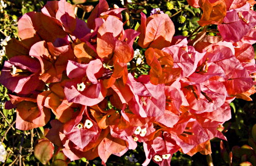 garden flower plant bougainvillea