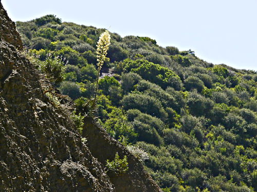 woods mountain flower plant succulent agave yucca