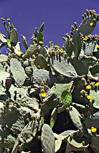 desert flower plant cactus prickly pear (opuntia)