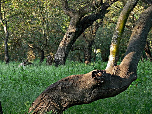 woods plant live oak