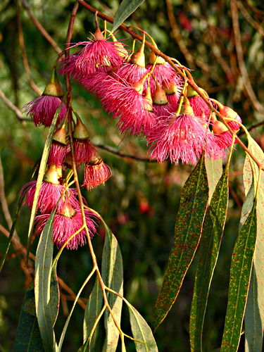  flower leaf plant eucalyptus