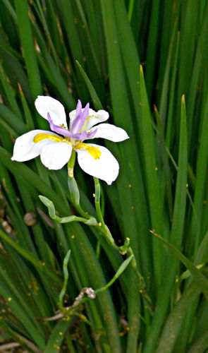 garden flower plant iris