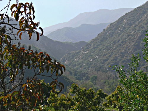 mountain silhouette plant sumac