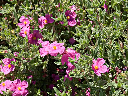 garden flower plant rock rose