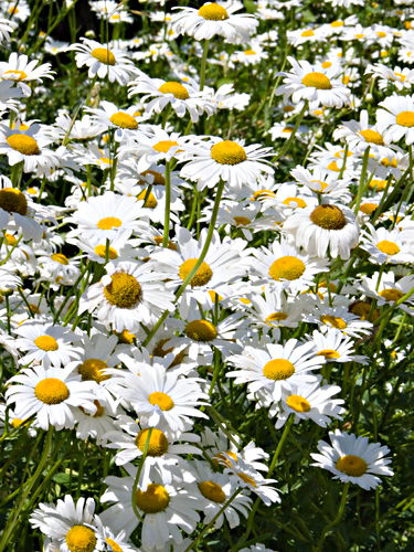 garden flower plant daisy
