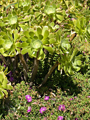 garden plant succulent