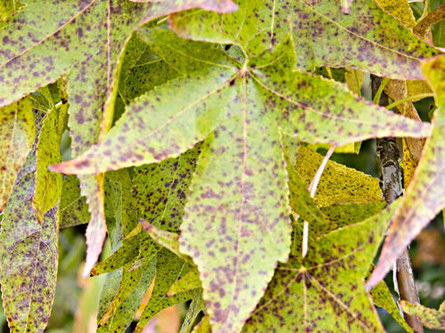  leaf plant sycamore