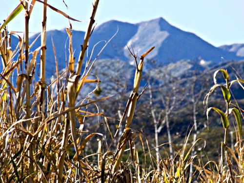 mountain dry plant reed