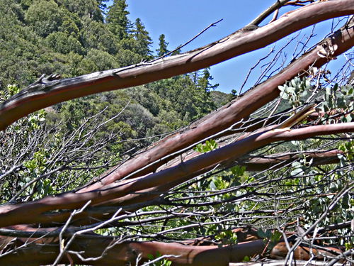  bark branches plant manzanita