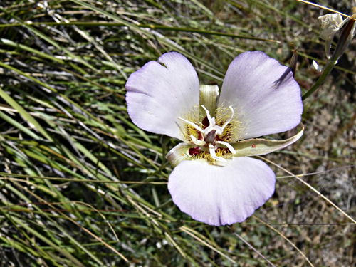  flower plant mariposa lily