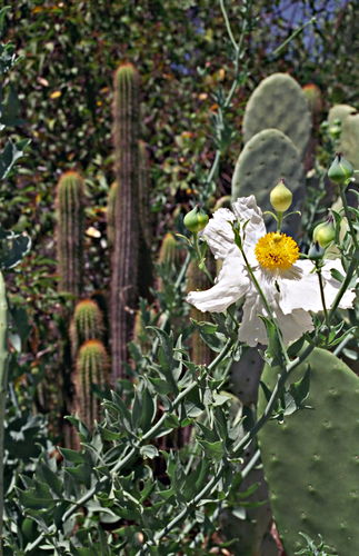 desert plant cactus plant matilija poppy