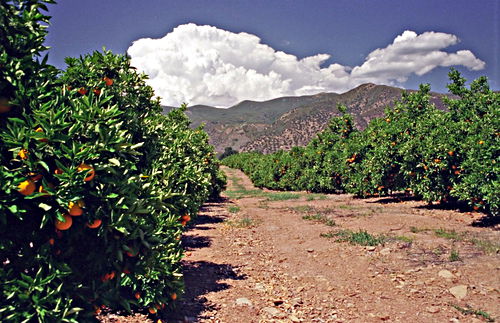 orchard desert clouds fruit plant citrus