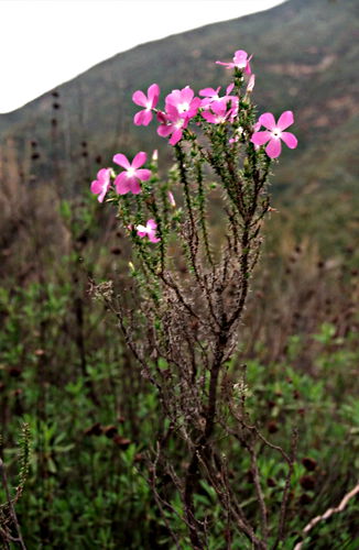  flower plant phlox prickly phlox