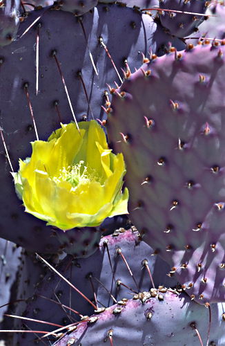 garden flower leaf plant cactus