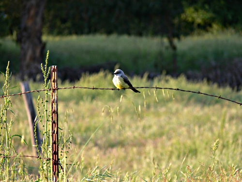 field bird kingbird