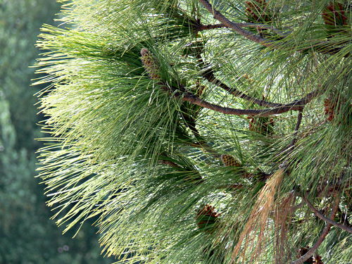 garden leaf plant pine