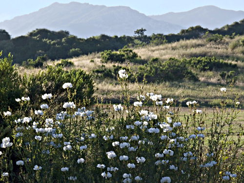 field mountain flower plant matilija poppy