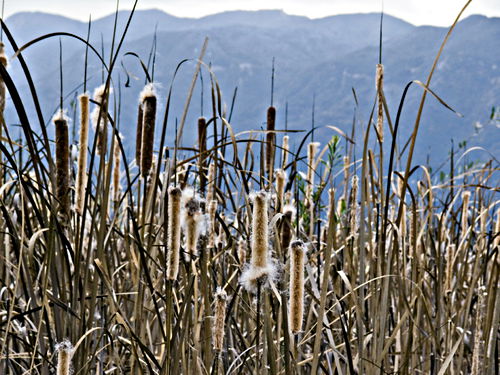 field mountain dry plant cattail