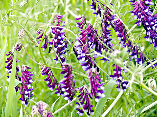 field flower plant lathyrus (wild pea)