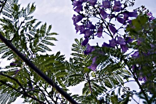  flower leaf plant jacaranda