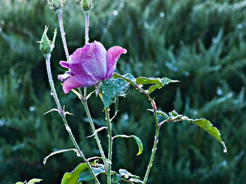 garden rain flower plant rose