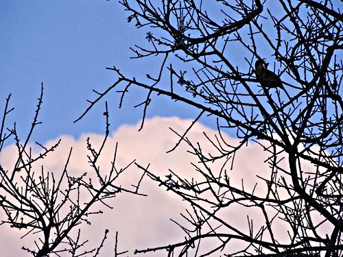 sunset clouds silhouette branches bird thrasher