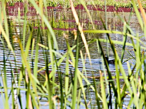 lake bird duck plant grass